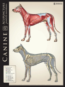 Canine Acupuncture Chart