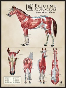 Equine Acupuncture Chart