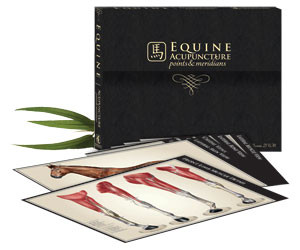 Equine Acupuncture Chart Box