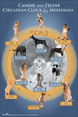 Canine & Feline Circadian Clock & Meridians