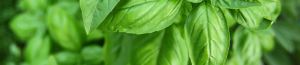 Green Leaf Banner